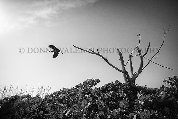 Taking Flight in Black and White