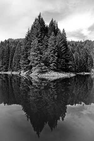 Reflecting in Shades of Pine