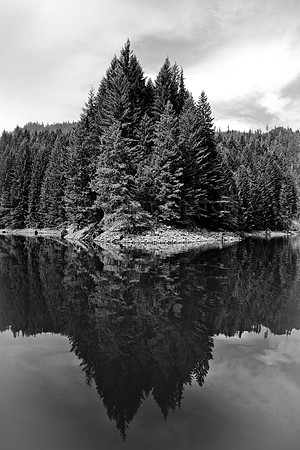 Reflecting in Shades of Pine