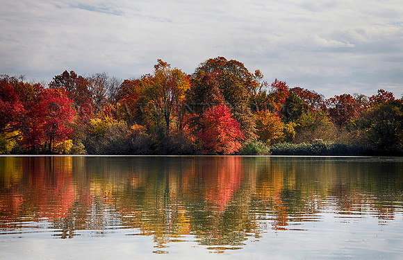 Foliage and Reflection