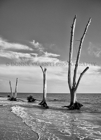 Stump Pass in Black and White