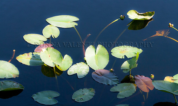 Lillie of the Everglades