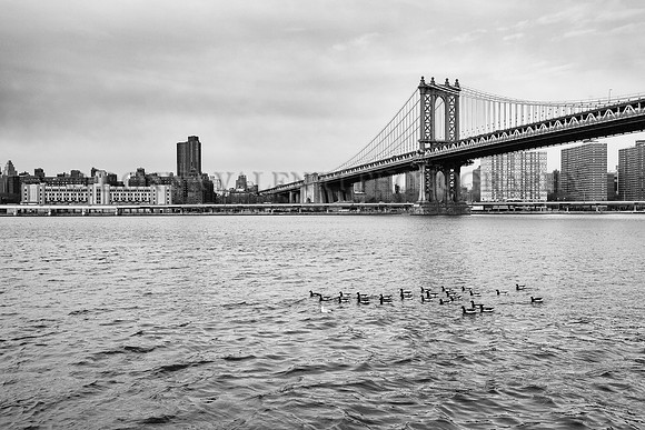 Ducking past the Manhattan Bridge