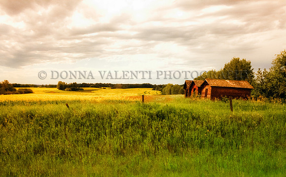 Field of Canola Dreams