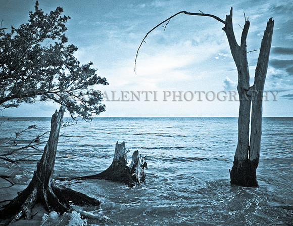 On the (Stump Pass) Waterfront